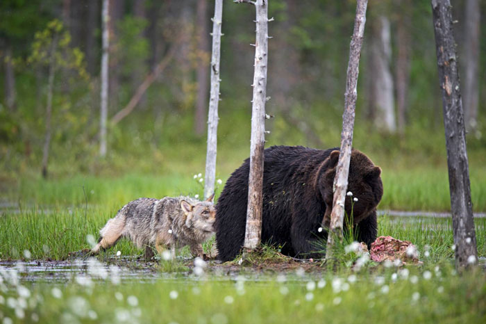 fotos-inusual-amistad-animal-lobo-oso-lassi-rautiainen-finlandia (14)