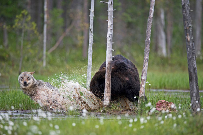 fotos-inusual-amistad-animal-lobo-oso-lassi-rautiainen-finlandia (15)