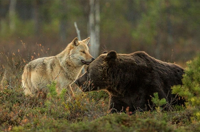 fotos-inusual-amistad-animal-lobo-oso-lassi-rautiainen-finlandia (2)