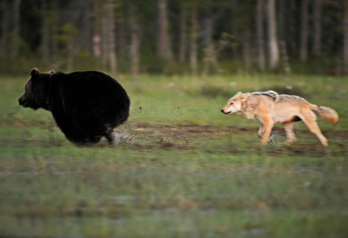 fotos-inusual-amistad-animal-lobo-oso-lassi-rautiainen-finlandia (3)