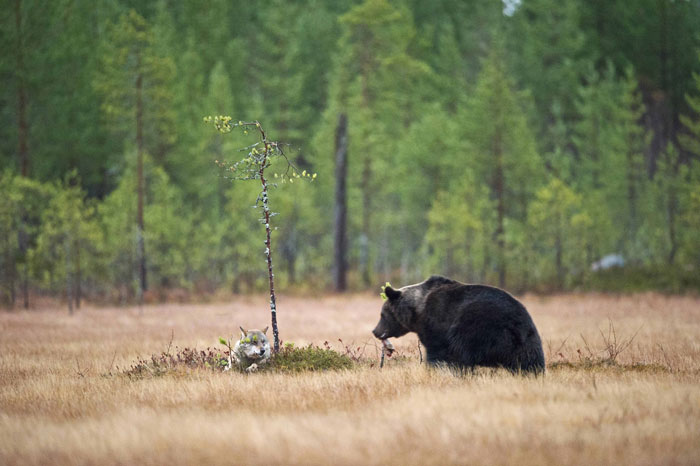 fotos-inusual-amistad-animal-lobo-oso-lassi-rautiainen-finlandia (6)