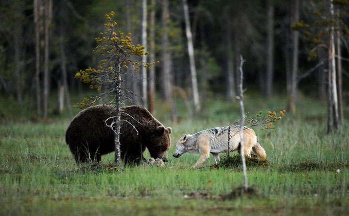 fotos-inusual-amistad-animal-lobo-oso-lassi-rautiainen-finlandia (8)