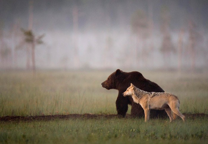 fotos-inusual-amistad-animal-lobo-oso-lassi-rautiainen-finlandia (9)