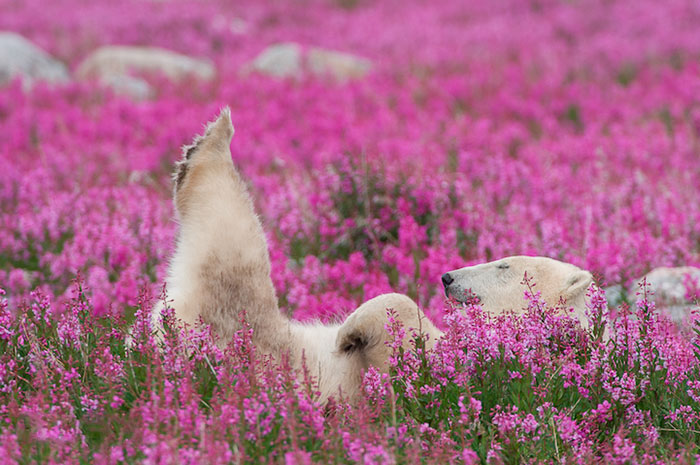 Este fotógrafo canadiense captó a unos osos polares jugando en un campo de flores