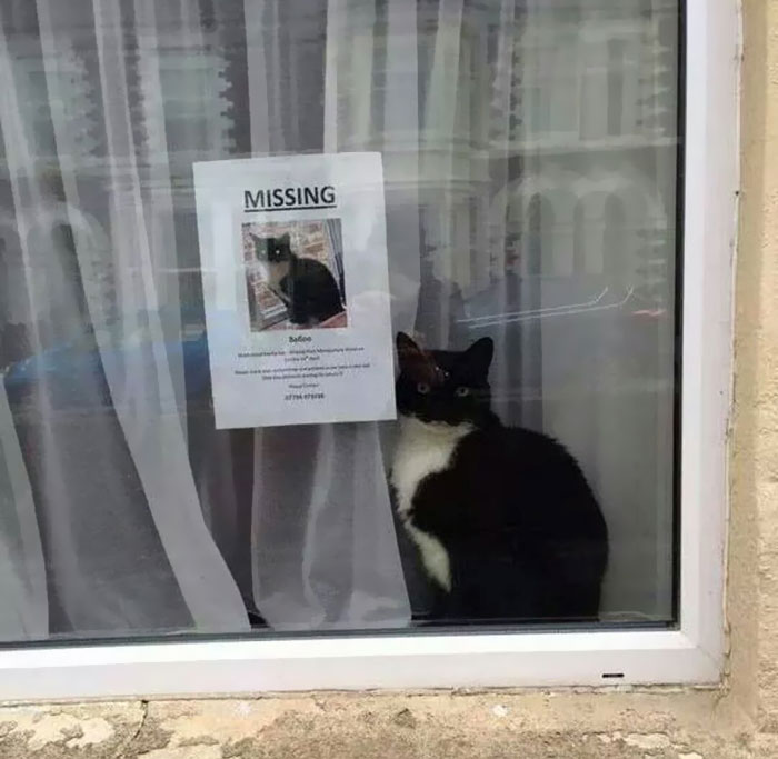 Este gato perdido apareció cerca de su propio cartel de «gato perdido»