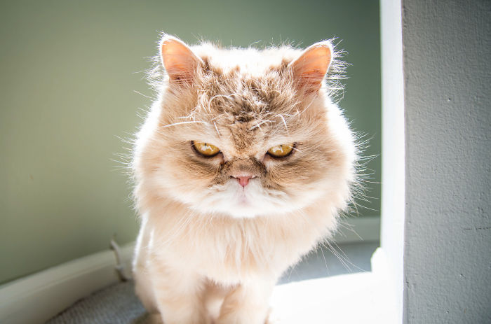 Los gatos no son fríos, tienen emociones igual que tú