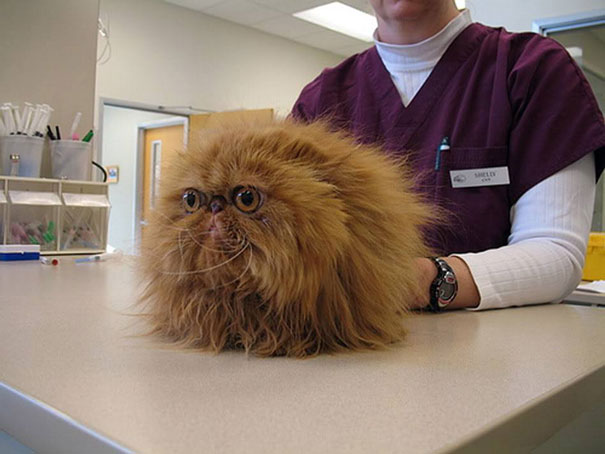 gatos-visitando-veterinario (1)