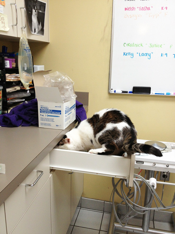 gatos-visitando-veterinario (11)