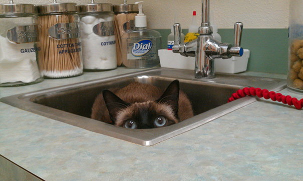gatos-visitando-veterinario (12)