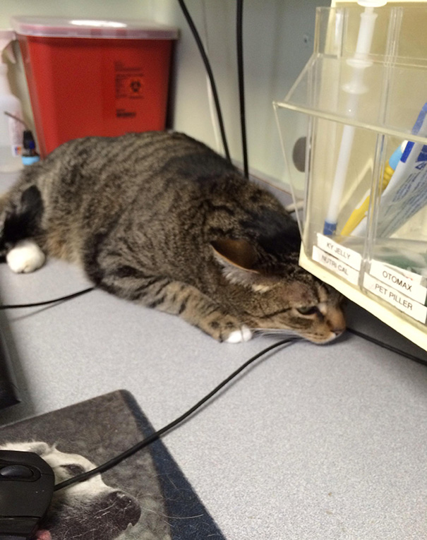 gatos-visitando-veterinario (13)
