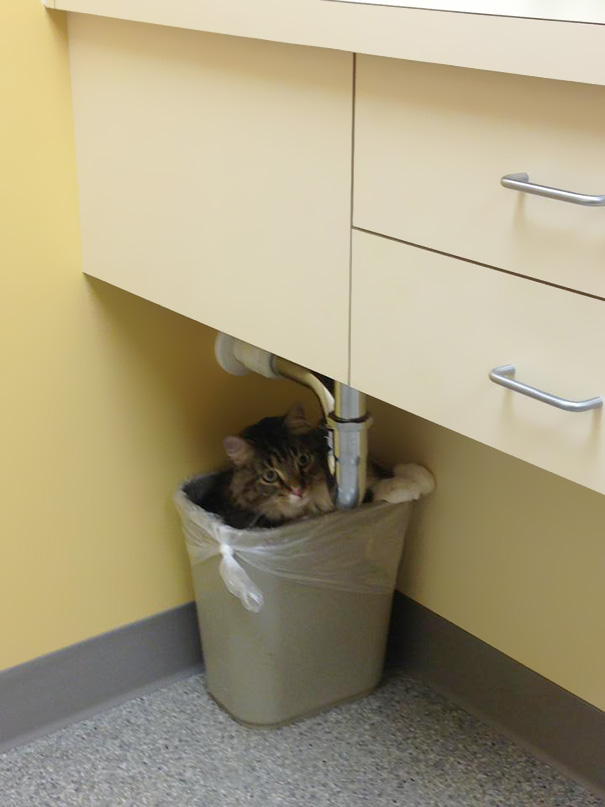 gatos-visitando-veterinario (15)