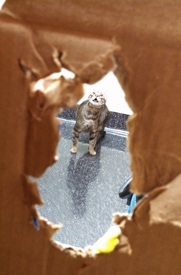 gatos-visitando-veterinario (2)