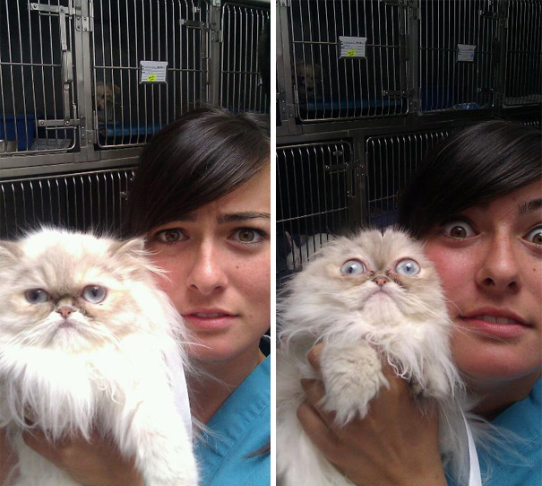 gatos-visitando-veterinario (4)