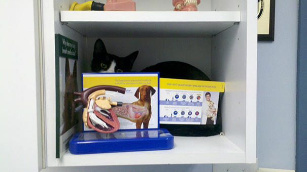 gatos-visitando-veterinario (5)