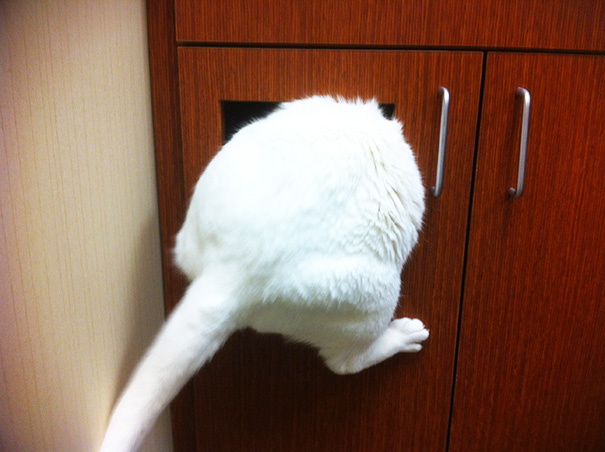 gatos-visitando-veterinario (6)