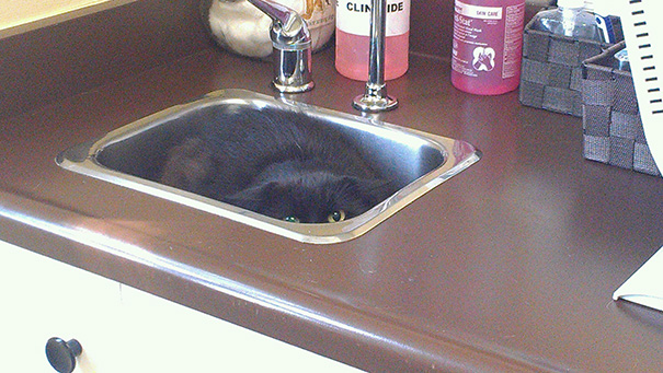 gatos-visitando-veterinario (7)