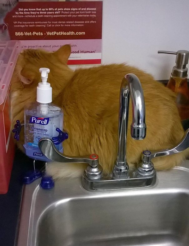 gatos-visitando-veterinario (9)