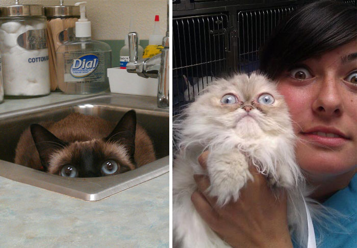 15 Gatos que se acaban de dar cuenta de que les has llevado al veterinario