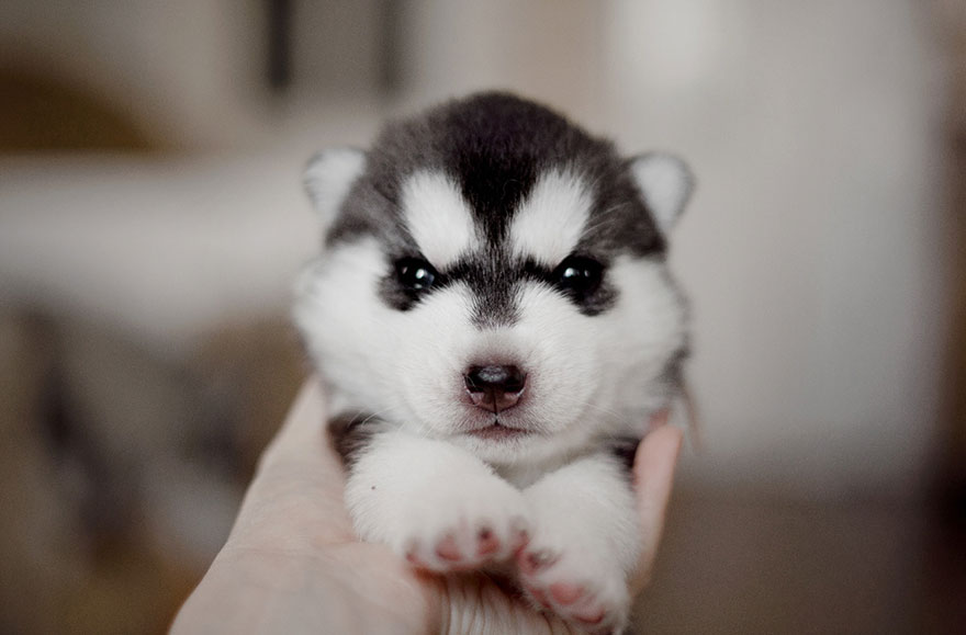 instagram-perros-husky-siberiano-erica-tcogoeva (11)