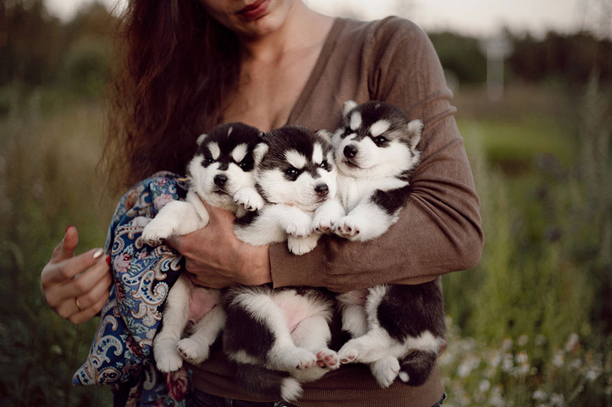 instagram-perros-husky-siberiano-erica-tcogoeva (12)