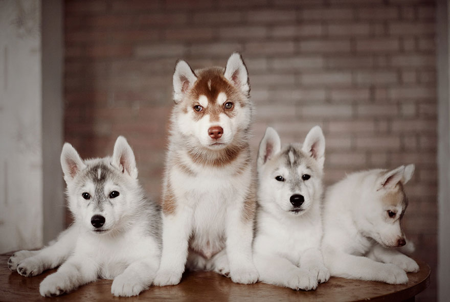 instagram-perros-husky-siberiano-erica-tcogoeva (13)