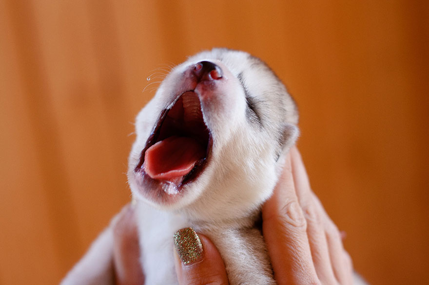 instagram-perros-husky-siberiano-erica-tcogoeva (15)