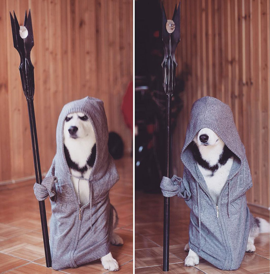 instagram-perros-husky-siberiano-erica-tcogoeva (3)