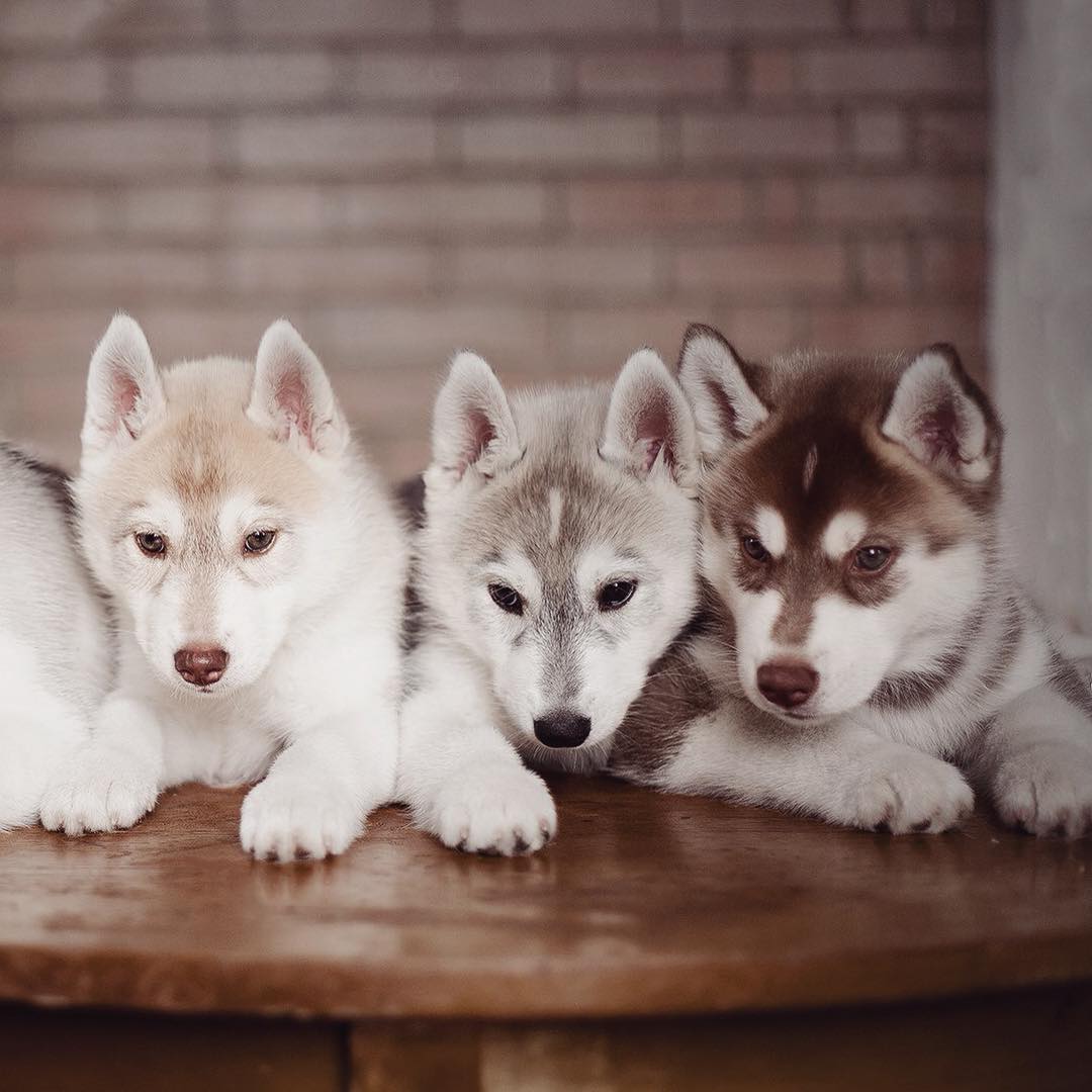instagram-perros-husky-siberiano-erica-tcogoeva (4)