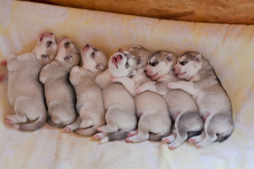 instagram-perros-husky-siberiano-erica-tcogoeva (6)