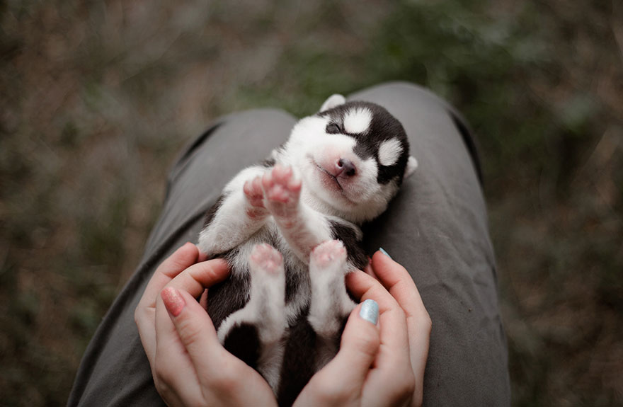 instagram-perros-husky-siberiano-erica-tcogoeva (9)