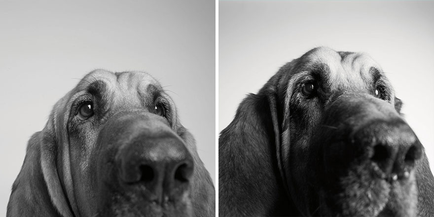 libro-retratos-perros-envejeciendo-amanda-jones (1)