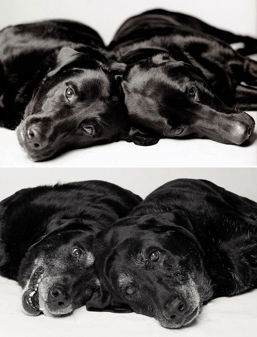 libro-retratos-perros-envejeciendo-amanda-jones (10)