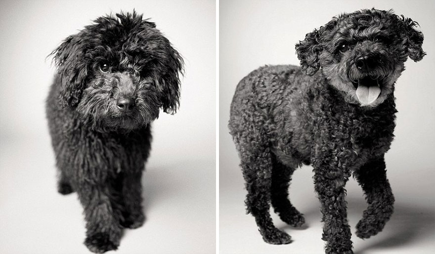 libro-retratos-perros-envejeciendo-amanda-jones (11)