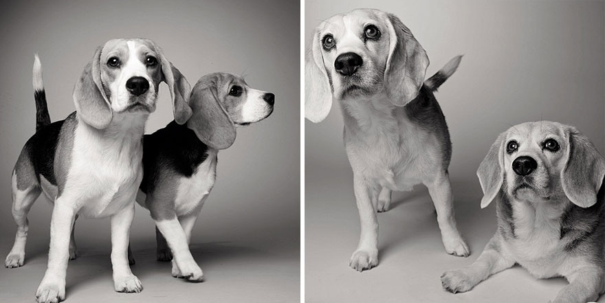 libro-retratos-perros-envejeciendo-amanda-jones (12)