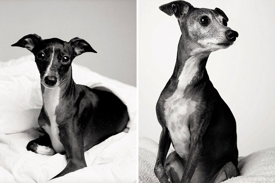 libro-retratos-perros-envejeciendo-amanda-jones (13)