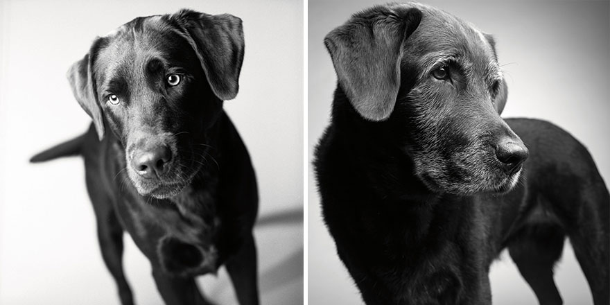 libro-retratos-perros-envejeciendo-amanda-jones (2)