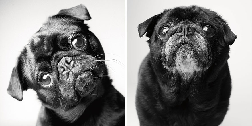 libro-retratos-perros-envejeciendo-amanda-jones (3)