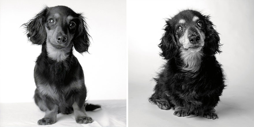 libro-retratos-perros-envejeciendo-amanda-jones (4)