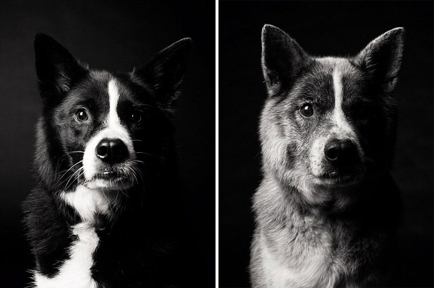 libro-retratos-perros-envejeciendo-amanda-jones (5)
