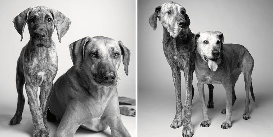 libro-retratos-perros-envejeciendo-amanda-jones (6)