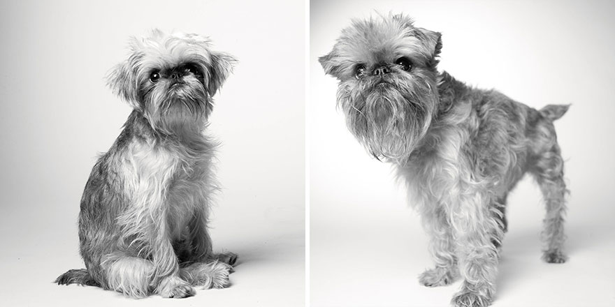 libro-retratos-perros-envejeciendo-amanda-jones (7)