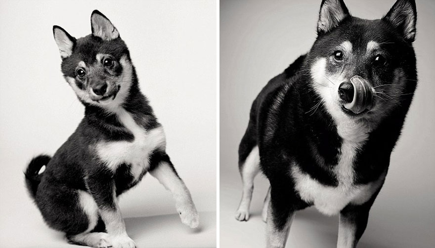 libro-retratos-perros-envejeciendo-amanda-jones (8)
