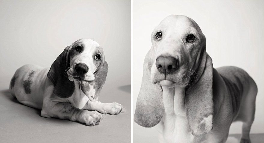 libro-retratos-perros-envejeciendo-amanda-jones (9)