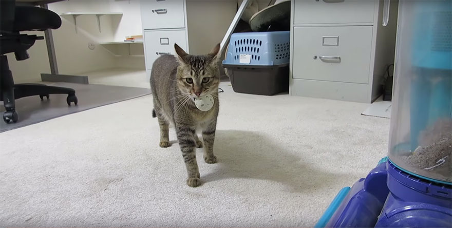 maquina-alimentadora-gatos-cazar-ben-millam (1)
