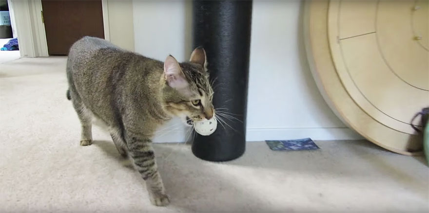 maquina-alimentadora-gatos-cazar-ben-millam (2)