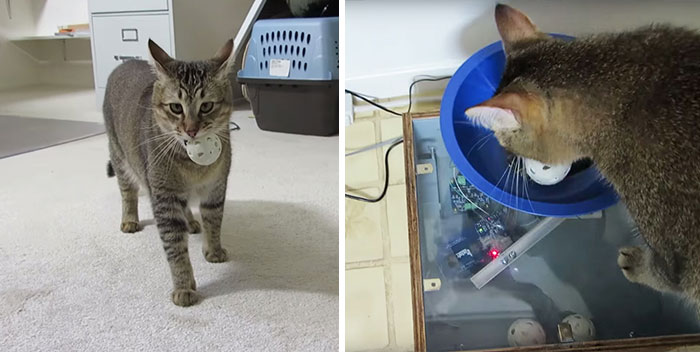 Este hombre construyó una máquina alimentadora para gatos que requiere que cacen para conseguir comida
