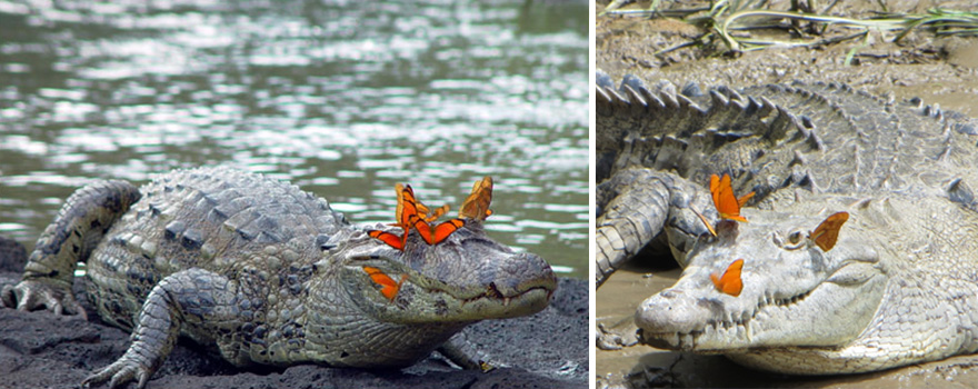 mariposas-beben-lagrimas-tortugas-ecuador (1)