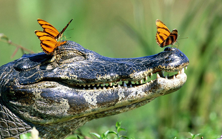 mariposas-beben-lagrimas-tortugas-ecuador (3)