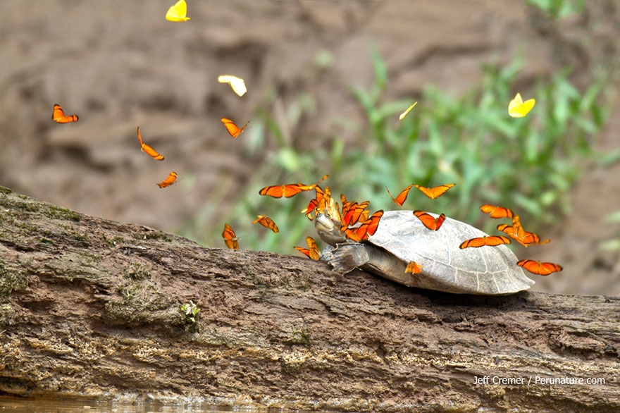 mariposas-beben-lagrimas-tortugas-ecuador (4)