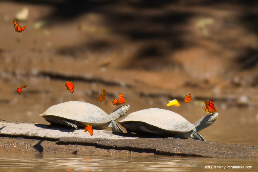 mariposas-beben-lagrimas-tortugas-ecuador (5)